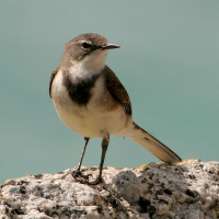 Cape Wagtail